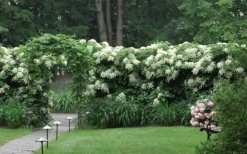 Climbing Hydrangea 'Petiolaris' - 1 Gallon Pot -Lawn Starter Shop Hydrangea Climbing Petiolaris 16 1