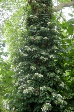 Climbing Hydrangea 'Petiolaris' - 5 Gallon Pot -Lawn Starter Shop Hydrangea Climbing Petiolaris 8