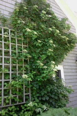 Climbing Hydrangea 'Petiolaris' - 1 Gallon Pot -Lawn Starter Shop Hydrangea Climbing Petiolaris 9