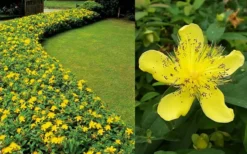 Creeping St Johns Wort - Hypericum Calycinum - 18 Pack Of Pint Pots -Lawn Starter Shop Hypericum Calycinum 2