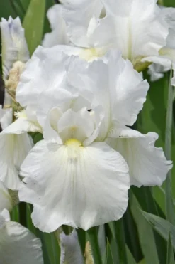 Immortality Tall Bearded Iris (Reblooming) - 1 Gallon Pot -Lawn Starter Shop Iris Germanica Immortality 4