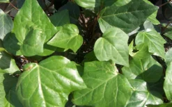 Algerian Ivy - Hedera Helix - 10 Count Flat Of Pint Pots -Lawn Starter Shop Ivy Algerian Closeup