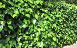 Algerian Ivy - Hedera Helix - 10 Count Flat Of Pint Pots -Lawn Starter Shop Ivy Algerian Landscape