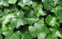 English Ivy - Hedera Helix - 18 Count Flat Of Pint Pots 8 English Ivy - Hedera Helix - 18 Count Flat Of Pint Pots -Lawn Starter Shop Ivy English 1