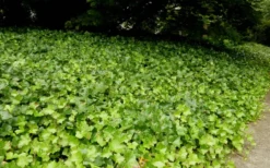 English Ivy - Hedera Helix - 18 Count Flat Of Pint Pots 9 English Ivy - Hedera Helix - 18 Count Flat Of Pint Pots -Lawn Starter Shop Ivy English 2
