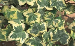 Golden Ingot Ivy - Hedera Helix - 3 Pack Of Pint Pots -Lawn Starter Shop Ivy Golden Ingot