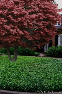 Asian Jasmine - Asiatic Jasmine - 6 Pack Of Pint Pots -Lawn Starter Shop Jasmine Asian 21