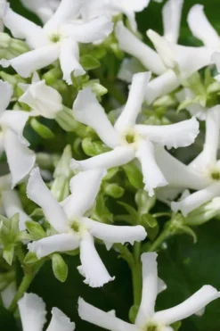 Confederate Jasmine Vine (Trachelospermum Jasminoides) - 1 Gallon Pot
