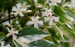 Variegated Confederate Jasmine - Trachelospermum Jasminoides - 3 Gallon Pot -Lawn Starter Shop Jasmine Confederate Variegated Flowers