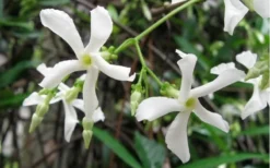 Confederate Jasmine Vine (Trachelospermum Jasminoides) - 2 Gallon Pot -Lawn Starter Shop Jasmine Confederate Vine 1