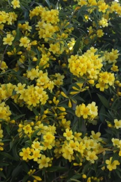 Duet Yellow Jasmine (Jessamine) - 2 Gallon Pot -Lawn Starter Shop Jasmine Duet 5