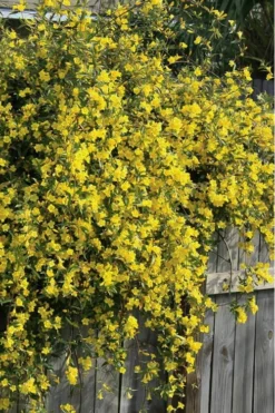 Duet Yellow Jasmine (Jessamine) - 2 Gallon Pot -Lawn Starter Shop Jasmine Duet 8