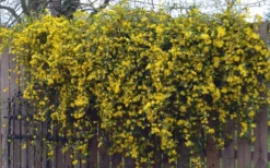 Duet Yellow Jasmine (Jessamine) - 2 Gallon Pot -Lawn Starter Shop Jasmine Duet On Fence