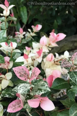 Snow N Summer Asiatic Jasmine - 1 Gallon Pot -Lawn Starter Shop Jasmine Snow n Summer 20