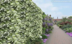 Variegated Confederate Jasmine - Trachelospermum Jasminoides - 3 Gallon Pot -Lawn Starter Shop Jasmine Variegated Confederate 11