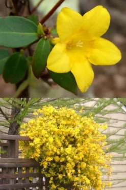 Swamp Carolina Jasmine (Jessamine) - Gelsemium Rankinii - 2 Gallon Pot -Lawn Starter Shop Jasmine rankinii Swamp Jessamine 1