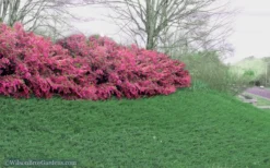 Blue Pacific Juniper - 6-Pack Of 1 Gallon Pots 12 Blue Pacific Juniper - 6-Pack Of 1 Gallon Pots -Lawn Starter Shop Juniper Blue Pacific 16