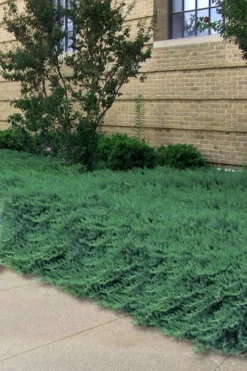 Blue Pacific Juniper - 6-Pack Of 1 Gallon Pots