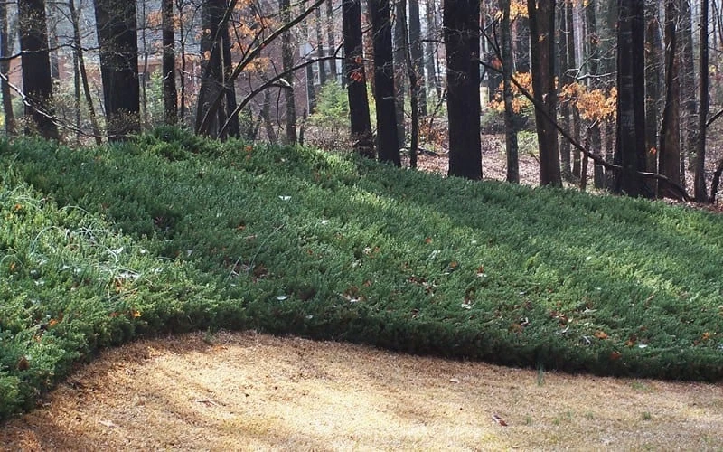 Blue Pacific Juniper - 6-Pack Of 1 Gallon Pots 4 Blue Pacific Juniper - 6-Pack Of 1 Gallon Pots - Image 4