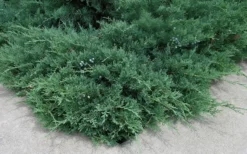 Blue Sargent Juniper - 1 Gallon Pot -Lawn Starter Shop Juniper Blue Sargent 2