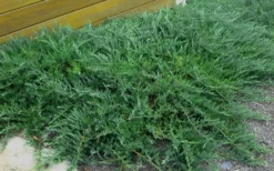 Blue Sargent Juniper - 1 Gallon Pot -Lawn Starter Shop Juniper Blue Sargent Rev