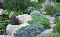 Blue Star Juniper - 6-Pack Of 1 Gallon Pots -Lawn Starter Shop Juniper Blue Star 14