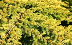 All Gold Golden Pacific Juniper - 1 Gallon Pot -Lawn Starter Shop Juniper Golden Pacific 10