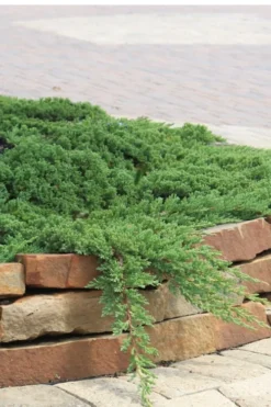 Green Mound Juniper - 1 Gallon Pot