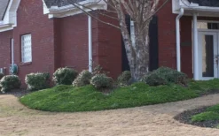 Green Mound Juniper - 1 Gallon Pot -Lawn Starter Shop Juniper Green Mound