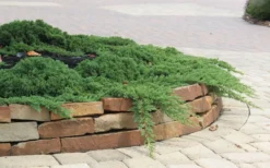 Green Mound Juniper - 1 Gallon Pot -Lawn Starter Shop Juniper Green Mound 4