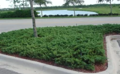 Parsons Juniper - Juniperus Davurica 'Parsonii' - 6 Pack Of 1 Gallon Pots -Lawn Starter Shop Juniper Parsons 5