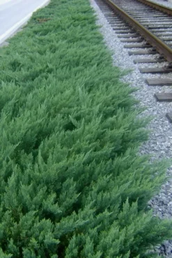 Parsons Juniper - Juniperus Davurica 'Parsonii' - 6 Pack Of 1 Gallon Pots