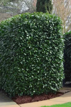 Schip Laurel (Prunus Laurocersasus 'Schipkaensis') - 3 Gallon Pot -Lawn Starter Shop Laurel Schip 2