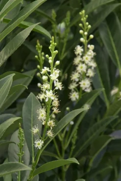 Schip Laurel (Prunus Laurocersasus 'Schipkaensis') - 5 Gallon Pot -Lawn Starter Shop Laurel Schip 3 2