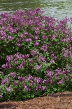 Bloomerang Dark Purple Lilac - 2 Gallon Pot -Lawn Starter Shop Lilac Bloomerang Dark Purple 11