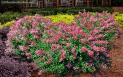 Bloomerang Dwarf Pink Lilac - 5 Pack Of Quart Pots -Lawn Starter Shop Lilac Bloomerang Dwarf Pink 2