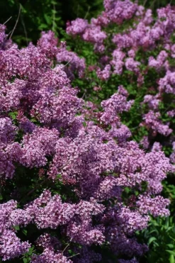 Bloomerang Dwarf Purple Lilac - 3 Gallon Pot -Lawn Starter Shop Lilac Bloomerang Dwarf Purple 2