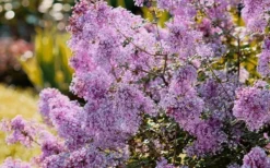 Bloomerang Dwarf Purple Lilac - 3 Gallon Pot -Lawn Starter Shop Lilac Bloomerang Dwarf Purple 3