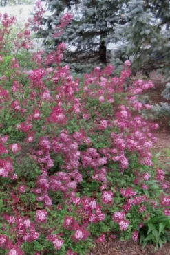 Red Pixie Lilac - Syringa Hybrid - 3 Gallon Pot 5 Red Pixie Lilac - Syringa Hybrid - 3 Gallon Pot -Lawn Starter Shop Lilac Red Pixie 1