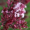 Red Pixie Lilac - Syringa Hybrid - 3 Gallon Pot