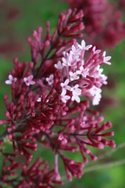 Red Pixie Lilac - Syringa Hybrid - 3 Gallon Pot
