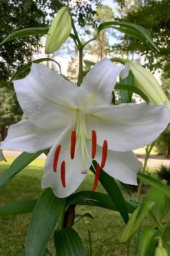 Casablanca Oriental Lily - 1 Gallon Pot -Lawn Starter Shop Lilium Casablanca 1