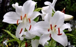 Casablanca Oriental Lily - 1 Gallon Pot -Lawn Starter Shop Lilium Casablanca 2