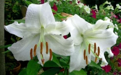 Casablanca Oriental Lily - 1 Gallon Pot -Lawn Starter Shop Lilium Casablanca 4