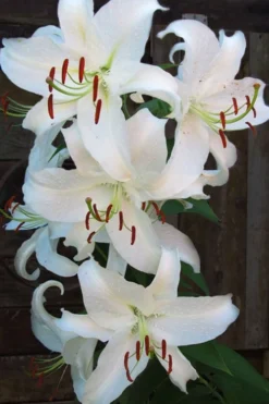 Casablanca Oriental Lily - 1 Gallon Pot -Lawn Starter Shop Lilium Casablanca 5