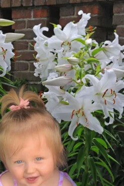 Casablanca Oriental Lily - 1 Gallon Pot -Lawn Starter Shop Lilium Casablanca 8