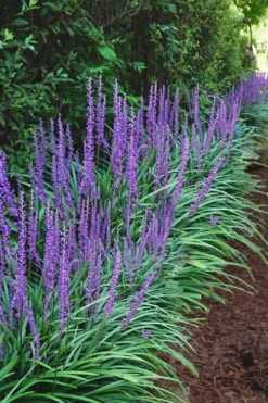 Big Blue Lilyturf - Liriope Muscari - 18 Count Flat Of Pint Pots