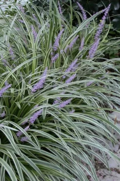Silvery Sunproof Variegated Liriope - Lilyturf - 6 Pack Of 1 Gallon Pots