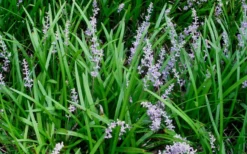 Creeping Lilyturf - Liriope Spicata - 3 Pack Of Pint Pots -Lawn Starter Shop Liriope Spicata 50 1