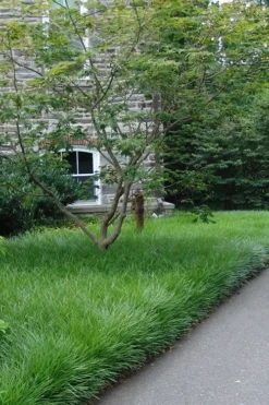 Creeping Lilyturf - Liriope Spicata - 3 Pack Of Pint Pots